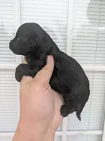 Alvin , a male Cavapoo for sale in Little Rock, AR – Photo 2 of 2