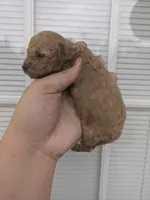 Goldy , a female Cavapoo for sale in Little Rock, AR – Photo 2 of 2