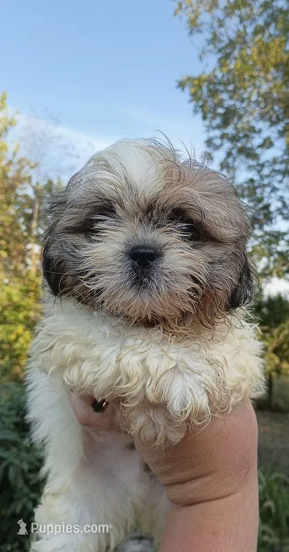 Buster – Shih Tzu puppy for sale in Branson, MO