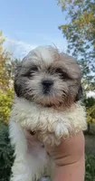 Buster, a male Shih Tzu for sale in Branson, MO – 1 of 2