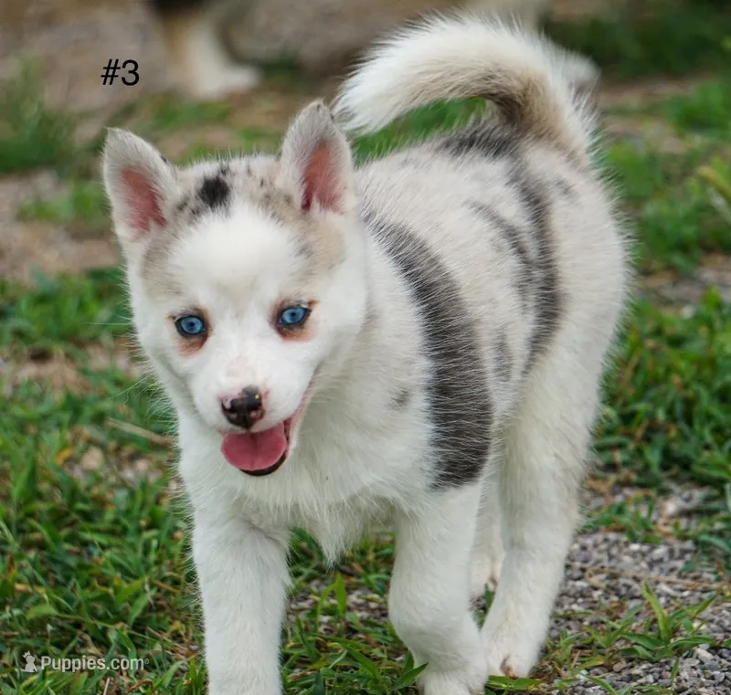 Aurora ( Merle ) mini size  – Pomsky puppy for sale in Little Rock, AR