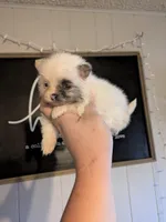 Panda ( Merle parti ), a male Pomeranian for sale in Little Rock, AR – Photo 1 of 2
