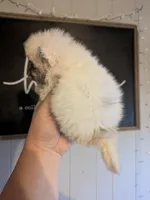 Panda ( Merle parti ), a male Pomeranian for sale in Little Rock, AR – Photo 2 of 2