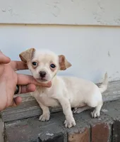 Willy  reduced price , a male Chihuahua for sale in Little Rock, AR – Photo 1 of 2