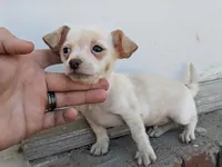 Willy  reduced price , a male Chihuahua for sale in Little Rock, AR – Photo 2 of 2