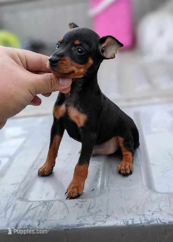 Donny – Miniature Pinscher puppy for sale in Little Rock, AR