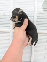 Koda , a male Chihuahua for sale in Little Rock, AR – Photo 2 of 2