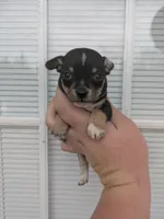 Koda , a male Chihuahua for sale in Little Rock, AR – Photo 1 of 2