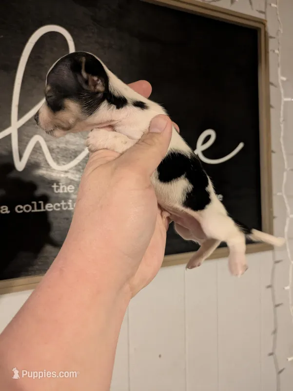 Mickey  – Chihuahua puppy for sale in Little Rock, AR