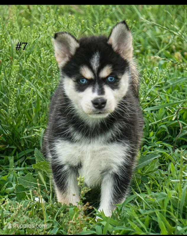 Diamond ( mini size ) – Pomsky puppy for sale in Little Rock, AR