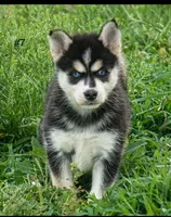 Diamond ( mini size ), a female Pomsky for sale in Little Rock, AR – 1 of 1