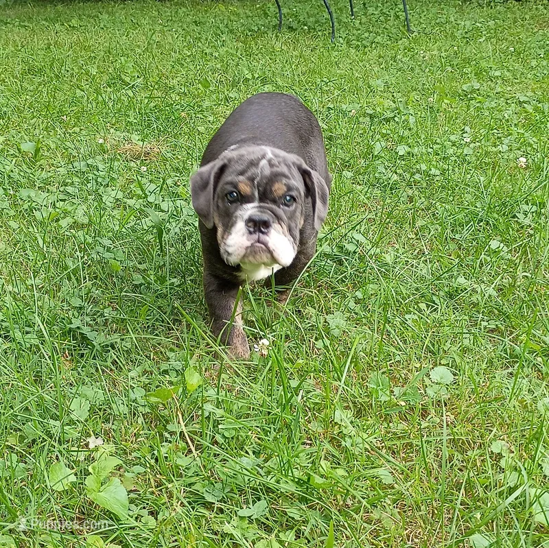 Chewy AKC – English Bulldog puppy for sale in Little Rock, AR