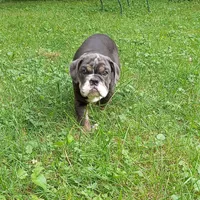 Chewy AKC, a male English Bulldog for sale in Little Rock, AR – 1 of 1