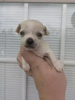 Kona , a female Chihuahua for sale in Little Rock, AR – Photo 1 of 2