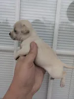 Kona , a female Chihuahua for sale in Little Rock, AR – Photo 2 of 2