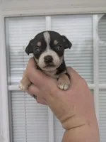 Kora , a female Chihuahua for sale in Little Rock, AR – Photo 1 of 2