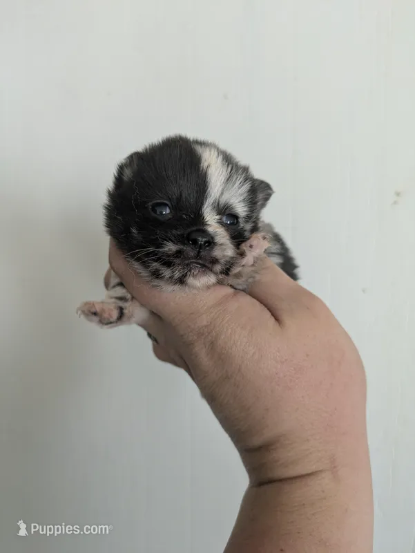 Zinc ( TOY / MICRO MERLE)  – Pomsky puppy for sale in Little Rock, AR