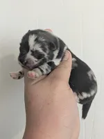 Zinc ( TOY / MICRO MERLE) , a male Pomsky for sale in Little Rock, AR – Photo 1 of 2