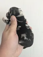 Zinc ( TOY / MICRO MERLE) , a male Pomsky for sale in Little Rock, AR – Photo 2 of 2