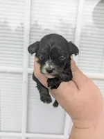 Ari , a female Cavapoo for sale in Little Rock, AR – Photo 1 of 2
