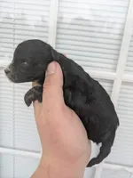 Ari , a female Cavapoo for sale in Little Rock, AR – Photo 2 of 2