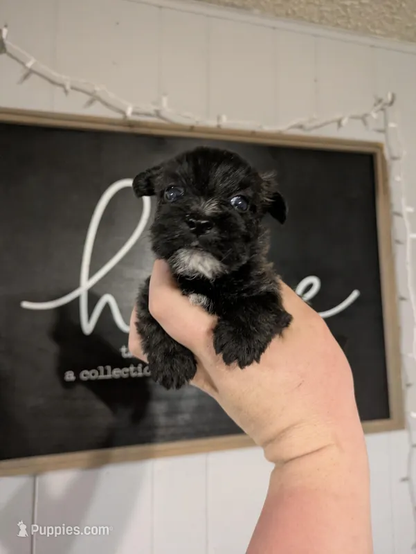 Bella – Cairn Terrier puppy for sale in Little Rock, AR