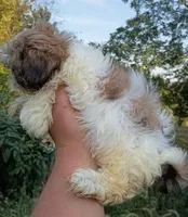 Buster, a male Shih Tzu for sale in Branson, MO – 2 of 2