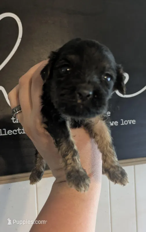 Cody – Cavalier King Charles Spaniel puppy for sale in Little Rock, AR