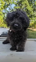 Topher , a male Yorkipoo for sale in Little Rock, AR – 2 of 2