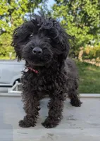 Topher , a male Yorkipoo for sale in Little Rock, AR – 1 of 2