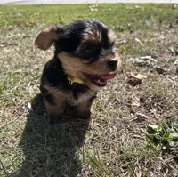 Yellow , a female Yorkshire Terrier for sale in Douglasville, GA – 3 of 8
