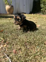Purple , a female Yorkshire Terrier for sale in Douglasville, GA – 2 of 7