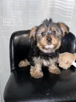 Red, a male Yorkshire Terrier for sale in Douglasville, GA – Photo 2 of 7
