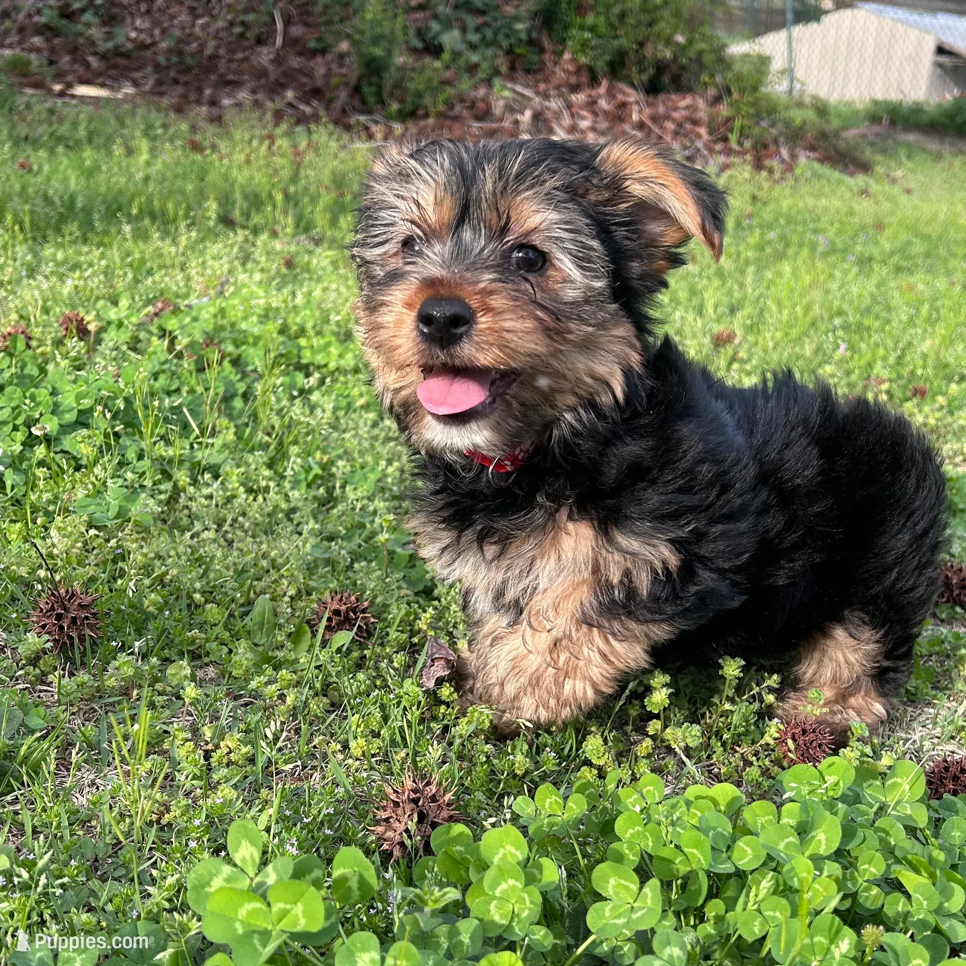 Red – Yorkshire Terrier puppy for sale in Douglasville, GA