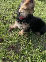 Red, a male Yorkshire Terrier for sale in Douglasville, GA – Photo 7 of 7