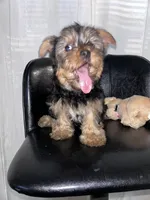 Red, a male Yorkshire Terrier for sale in Douglasville, GA – Photo 6 of 7