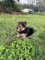 Red, a male Yorkshire Terrier for sale in Douglasville, GA – Photo 4 of 7