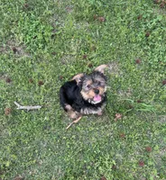 Red, a male Yorkshire Terrier for sale in Douglasville, GA – Photo 5 of 7