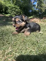Light pink , a female Yorkshire Terrier for sale in Douglasville, GA – 4 of 7
