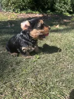 Black, a male Yorkshire Terrier for sale in Douglasville, GA – 4 of 9