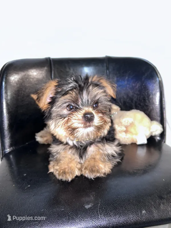 Yellow – Yorkshire Terrier puppy for sale in Douglasville, GA