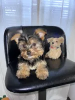 Yellow, a female Yorkshire Terrier for sale in Douglasville, GA – Photo 2 of 8