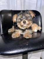 Yellow, a female Yorkshire Terrier for sale in Douglasville, GA – Photo 3 of 8