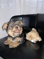 Yellow, a female Yorkshire Terrier for sale in Douglasville, GA – Photo 5 of 8