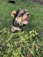 Yellow, a female Yorkshire Terrier for sale in Douglasville, GA – Photo 7 of 8