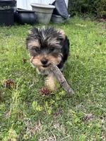 Yellow, a female Yorkshire Terrier for sale in Douglasville, GA – Photo 6 of 8