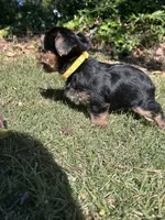 Yellow , a female Yorkshire Terrier for sale in Douglasville, GA – 4 of 8