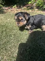 Blue , a male Yorkshire Terrier for sale in Douglasville, GA – 2 of 8