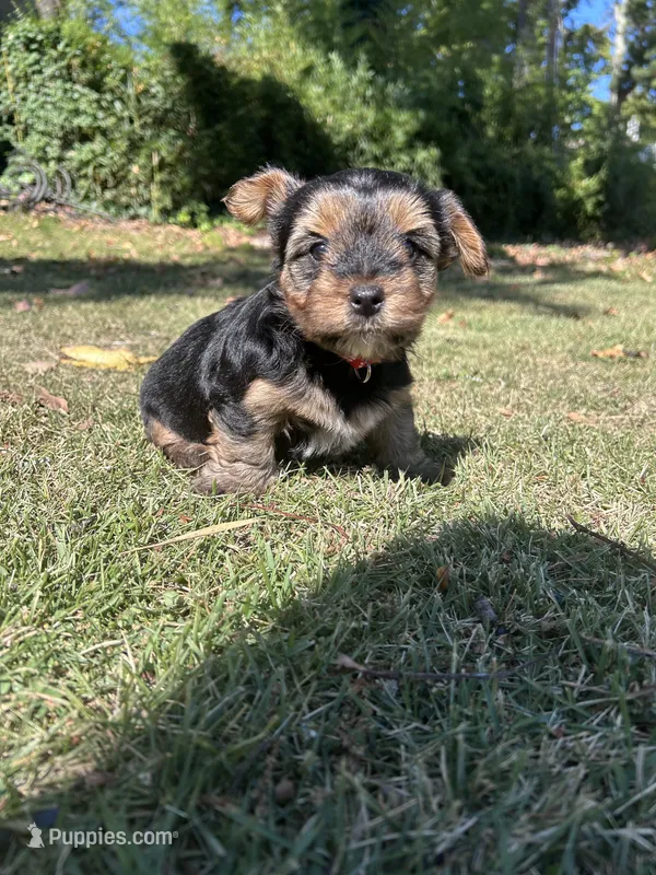 Red – Yorkshire Terrier puppy for sale in Douglasville, GA
