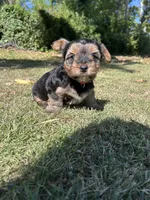 Red, a male Yorkshire Terrier for sale in Douglasville, GA – 1 of 8